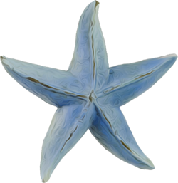 голубые морские звезды