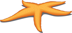 оранжевые морские звезды