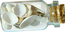 bottle with shells