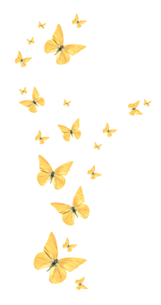 placers of butterflies