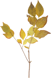 желтые листья