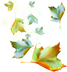 россыпи листьев