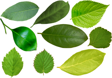 зеленые листья