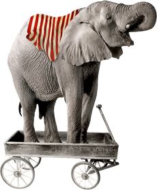 цирковой слон