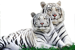 белые тигрята