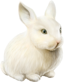 белый заяц