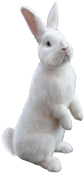 белый заяц