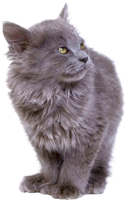 серый кот