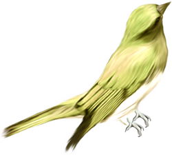 зеленая птичка