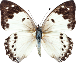 белая бабочка