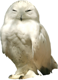 белая сова
