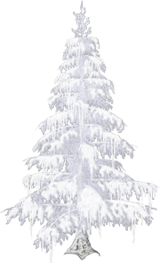 snow - covered fir trees