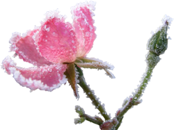 замороженная роза