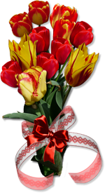 разноцветные тюльпаны