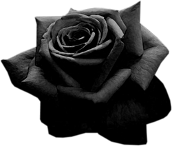grey roses