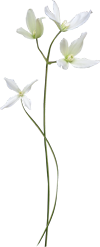 белый цветок-тростинка