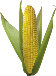 кукурузы