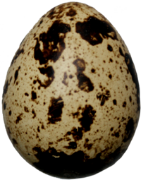 перепелиное яйцо