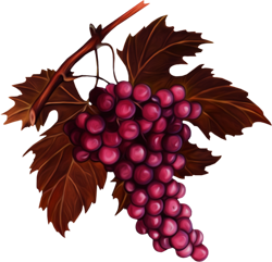 темный виноград