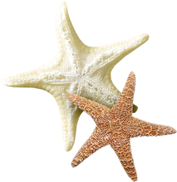 морские звезды