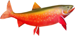commercial fish
