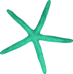 зеленые морские звезды