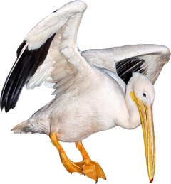 пеликан