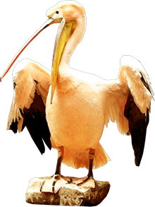 пеликан
