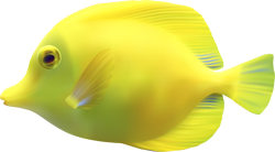желтая рыбка