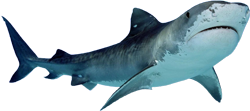 акула