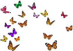 россыпи бабочек