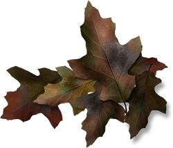 осенние листья дуба