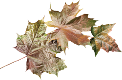 осенний кленовый лист