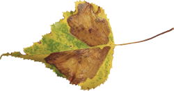 осенние листья березы