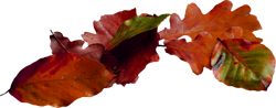 кучка осенних листьев