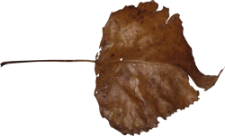 сухой лист