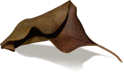 сухой лист