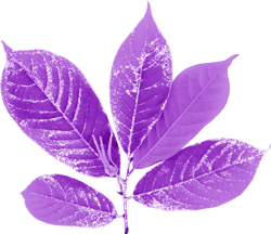 фиолетовый лист
