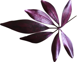 фиолетовый лист