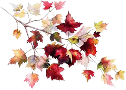 a branch with autumn leaves