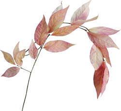 ветка с осенними листьями