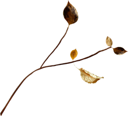 ветки с осенними листьями