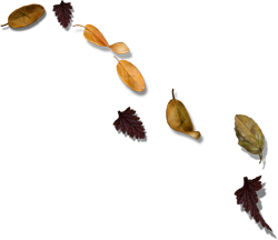россыпи листьев