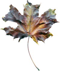 кленовый лист