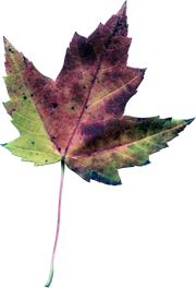 кленовый лист