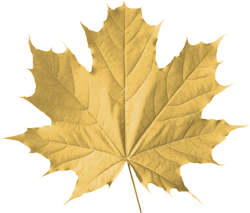 кленовый лист