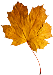 кленовый лист