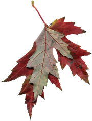 кленовый лист