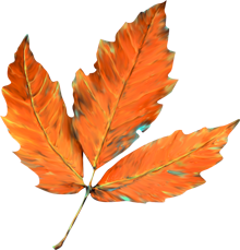 осенний лист