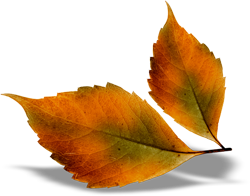 осенний лист